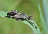 wheel bug