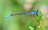 Azure Bluet