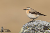 Adult female Northern Wheatear (ssp. libanotica )