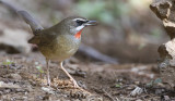 Siberian Rubythroat Calliope calliope. Rubinnäktergal