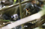 Dark-sided Thrush, Zoothera marginata. Mrksidig trast