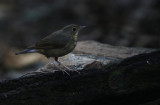 Siberian Blue Robin Larvivora cyane. Blånäktergal