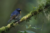 Snowy-browed Flycatcher, Ficedula hyperythra. Vitbrynad flugsnappare