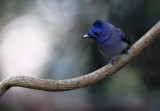 Black-naped Monarch, Hypothymis azurea. Azurmonark