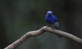 Black-naped Monarch, Hypothymis azurea. Azurmonark