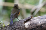 Himalayan Bluetail, Tarsiger rufilatus. Himalayablåstjärt