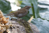 Grey-sided Thrush, Turdus feae. Mingtrast