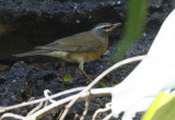 Eyebrowed Thrush, Turdus obscurus. Gråhalsad trast