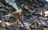 Black-breasted Thrush, Turdus dissimilis. Svartbrstad trast
