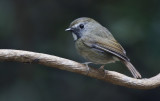 White-gorgeted Flycatcher, Anthipes monileger. Vitstrupig flugsnappare