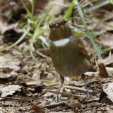 Rufous-bellied Niltava, Niltava sundara. Praktniltava