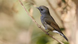 Rufous-gorgeted Flycatcher, Ficedula strophiata. Orangestjärnig flugsnappare