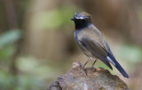 Rufous-gorgeted Flycatcher, Ficedula strophiata. Orangestjrnig flugsnappare