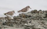 Long-toed Stint, Calidris subminuta. Lngtsnppa