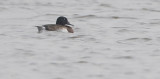 Baer's pochard, Aythya baeri. Amurdykand