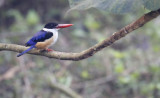 Black-capped Kingfisher, Halcyon pileata. Svarthuvad kungsfiskare