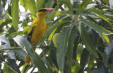 Black-naped Oriole, Oriolus chinensis. Svartnackad gylling