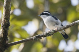 Blyth's Shrike-babbler, Pteruthius aeralatus. Blyths brokvireo