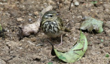 Olive-backed Pipit, Anthus hodgsoni. Sibirisk piplrka