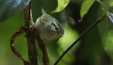 Blyths Leaf Warbler, Phylloscopus reguloides. Mindre kronsngare 