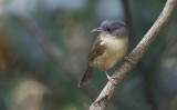 Brown-cheeked Fulvetta, Alcippe poioicephala. Ockrabukig fulvetta