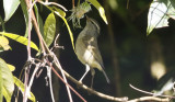 Buff-barred Warbler, Phylloscopus pulcher. Rhododendronsngare