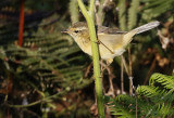 Buff-throated Warbler, Phylloscopus subaffinis. Subalpin sångare