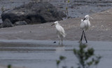 Chinese Egret, Egretta eulophotes. Sidenhger