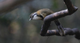 Lesser Necklaced Laughingthrush, Garrulax monileger. Mindre halsbandsfnittertrast