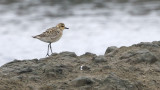 Pacific Golden Plover, Pluvialis fulva. Sibirisk tundrapipare
