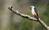 Collared Falconet, Microhierax caerulescens. Halsbandspygméfalk