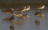 Great Knot, Calidris tenuirostris. Kolymasnppa