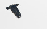 Greater Spotted Eagle, Clanga clanga. Större skrikörn