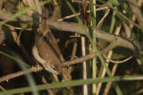 Paddyfield warbler, Acrocephalus agricola. Fltsngare