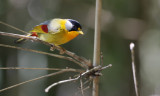 Silver-eared Mesia, Leiothrix argentauris. Silverörad sångtimalia