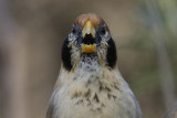 Spot-breasted Parrotbill, Paradoxornis guttaticollis. Flckbrstad papegojnbb