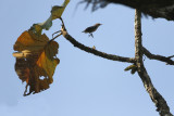 Velvet-fronted Nuthatch, Sitta frontalis. Rödnäbbad nötväcka