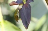 Streaked Spiderhunter, Arachnothera magna. Streckig spindeljägare