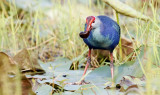 Purple Swamphen, Porphyrio porphyrio. Purpurhöna