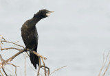 Little Cormorant, Microcarbo niger. Småskarv