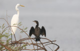 Little Cormorant, Microcarbo niger. Småskarv