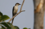 Ashy Minivet, Pericrocotus divaricatus. Grå minivett