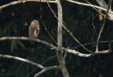 Asian Barred Owlet, Glaucidium cuculoides. Göksparvuggla