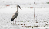 Asian Openbill, Anastomus oscitans. Asiatisk gapnäbbsstork