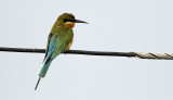 Blue-tailed Bee-eater, Merops philippinus. Blstjrtad bitare