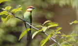 Chestnut-headed Bee-eater, Merops leschenaulti. Rosthuvad bitare
