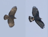 Crested Honey Buzzard, Pernis ptilorhynchus. Tofsbivrk. 