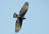 Crested Honey Buzzard, Pernis ptilorhynchus. Tofsbivråk.