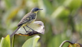 Eastern Yellow Wagtail, Motacilla tschutschensis. Östlig gulärla