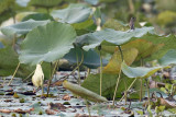 Eastern Yellow Wagtail, Motacilla tschutschensis. Östlig gulärla